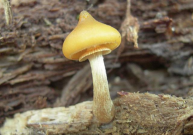 Una Galerina 